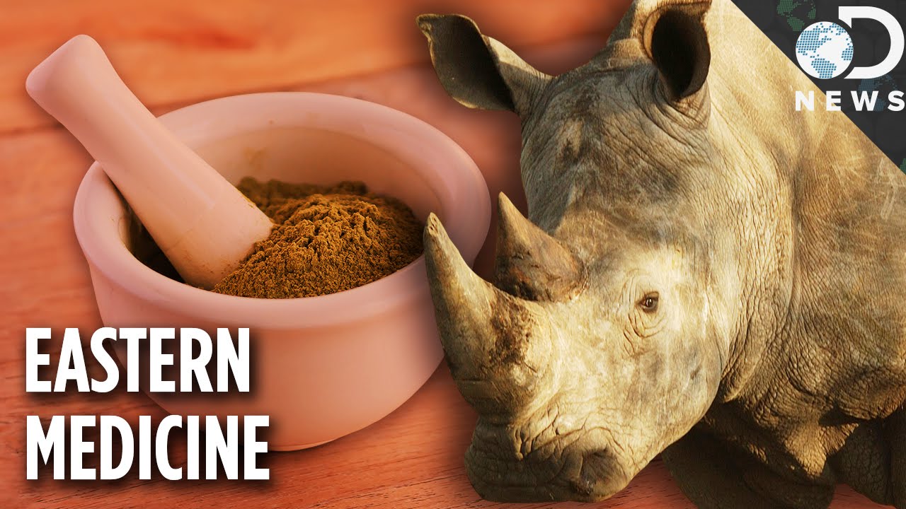 Why Are Rhino Horns Worth More Than Gold?