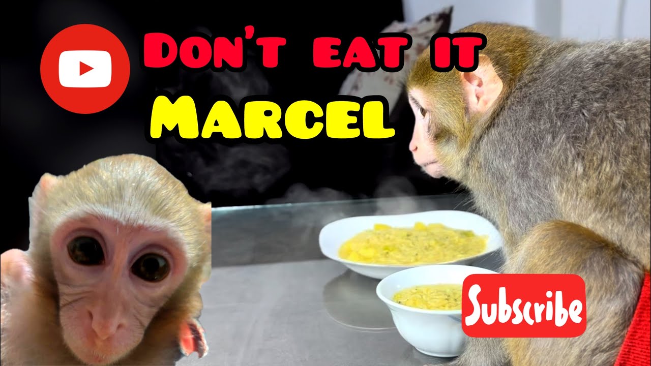 Testing marcel tala , Goldie, funny monkey , funny animals