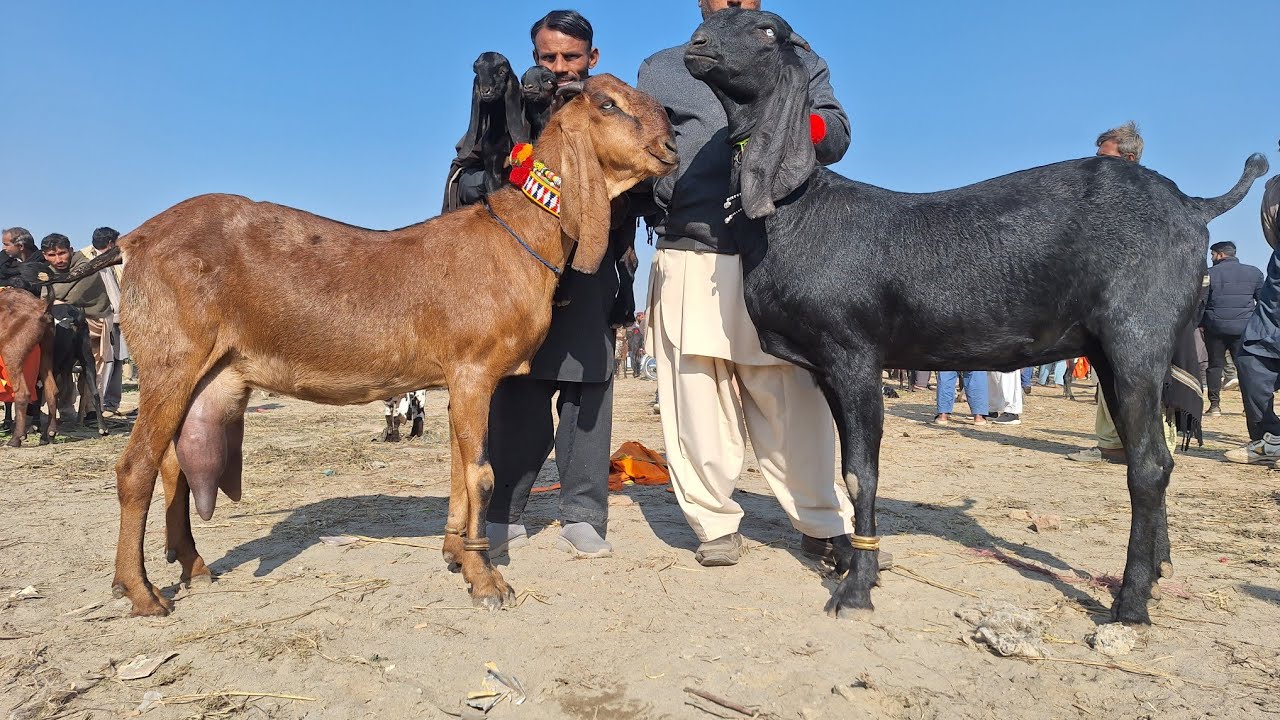 19January2026 Bakra Mandi pakistan Beetal Goat Buisness | Beetal Goat Farming Punjab