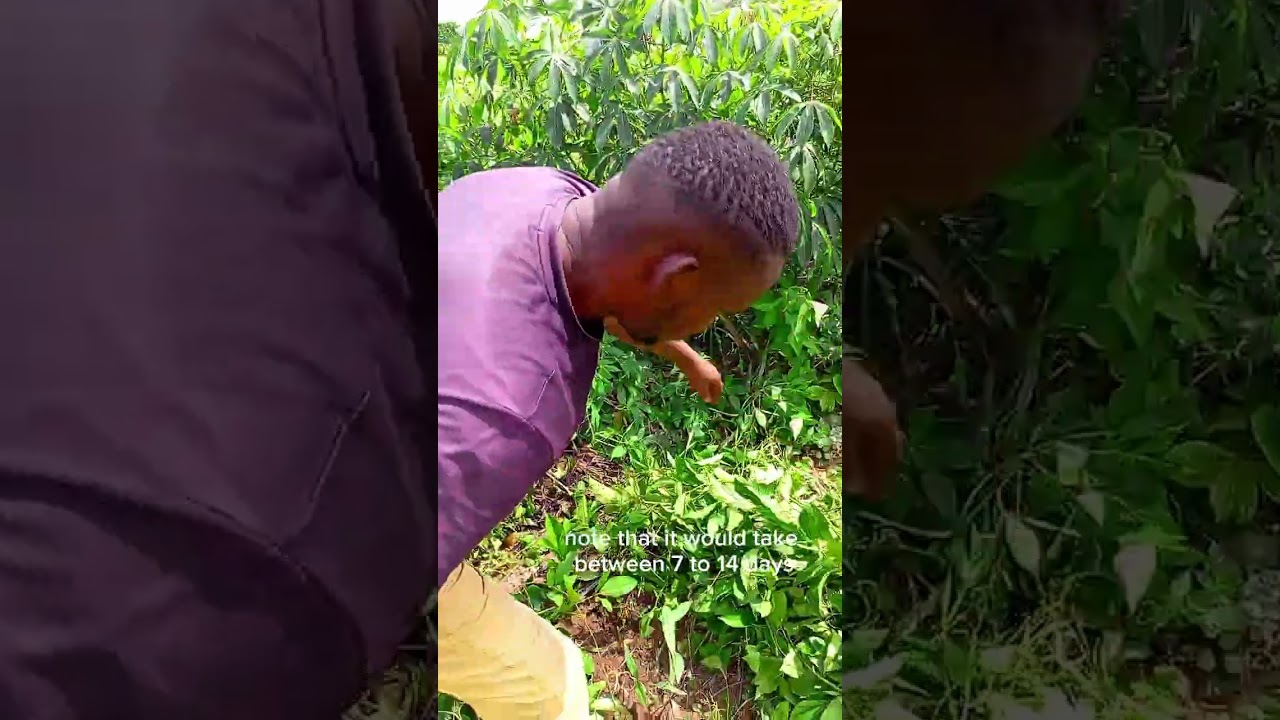 How to Make upto ₦300K Monthly from Your Backyard Ugu (Fluted Pumpkin) Garden 💰🌿