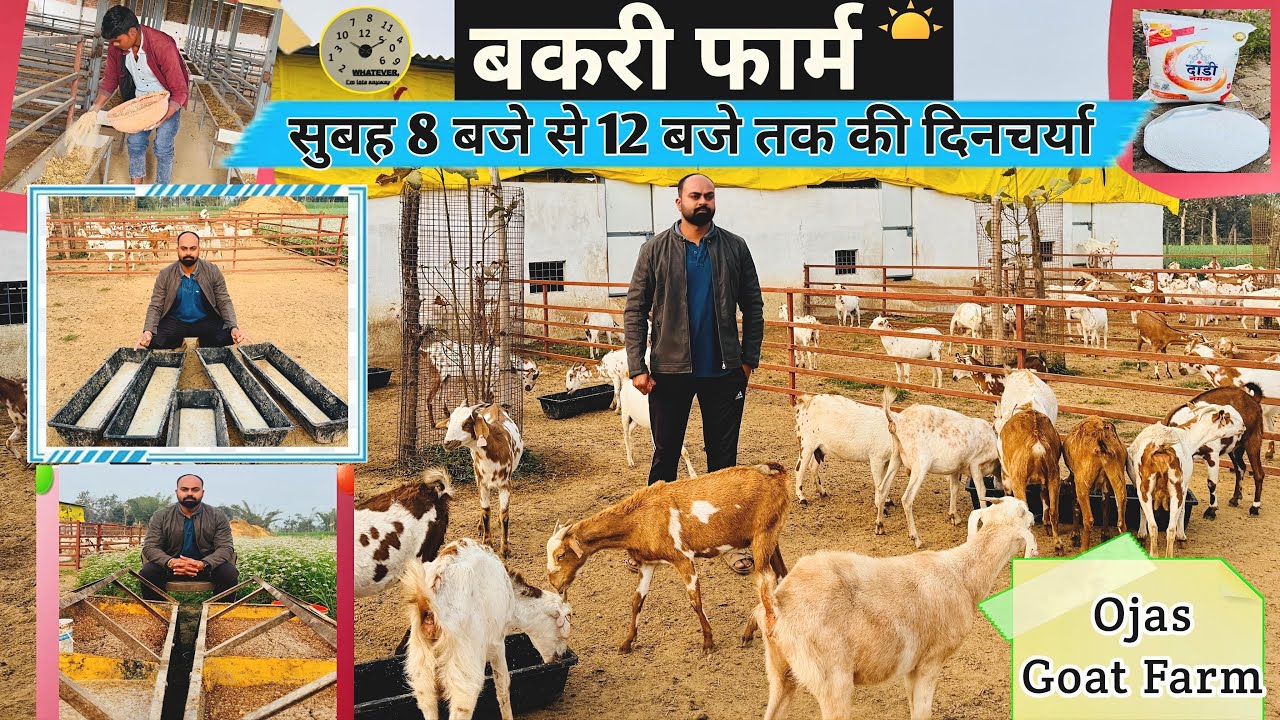 Bakri Farm Routine: सुबह 8 से 12 बजे तक क्या-क्या करते है|मेरे बकरी फार्म का डेली शेड्यूल#bakripalan