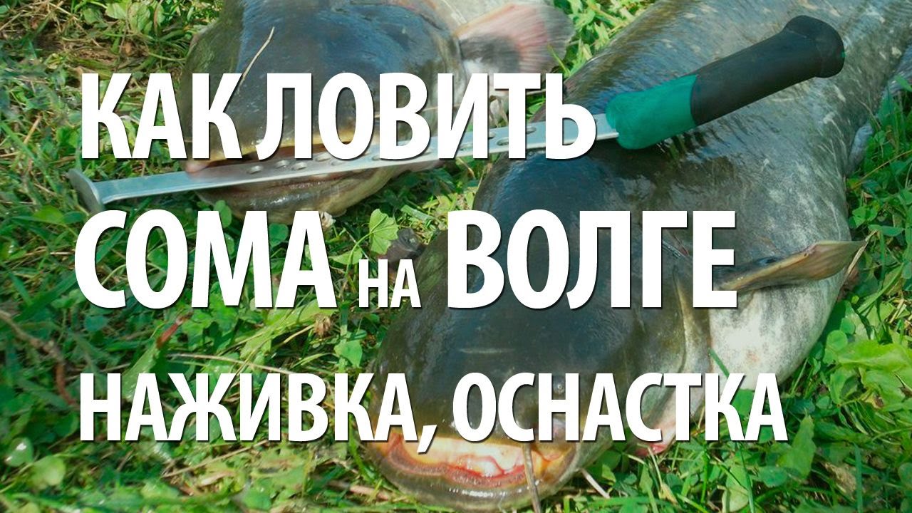 КАК ПОЙМАТЬ СОМА на САРАНЧУ. РЫБАЛКА на ВОЛГЕ в АСТРАХАНИ на СОМА