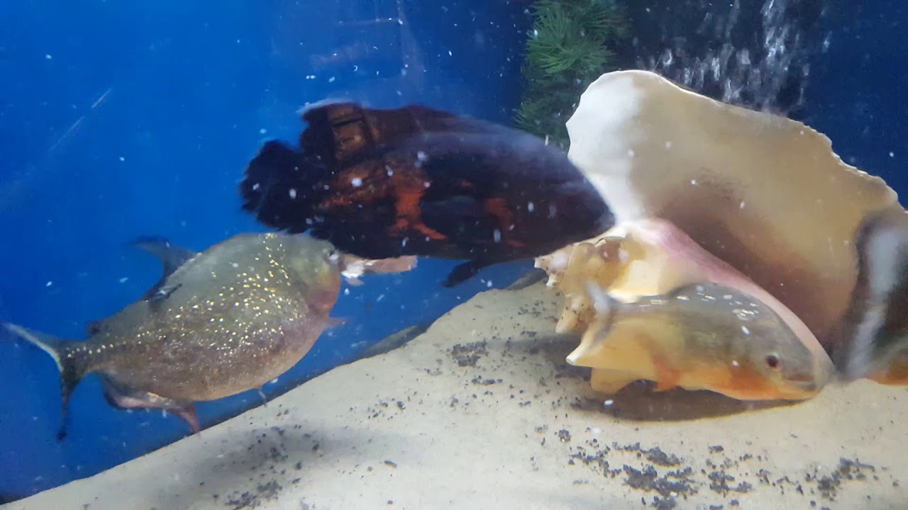 OSCAR VS PIRANHAS | FIGHTING FOR FOOD