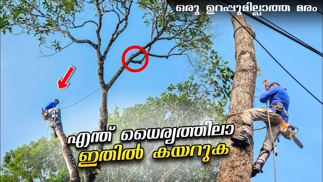 ചെറപറാ പൊട്ടുന്ന കൊമ്പുകൾ😨‼️ തൊട്ടടുത്ത് ലൈൻ കമ്പിയും വീടും! Risky tree cutting | Village woodpecker