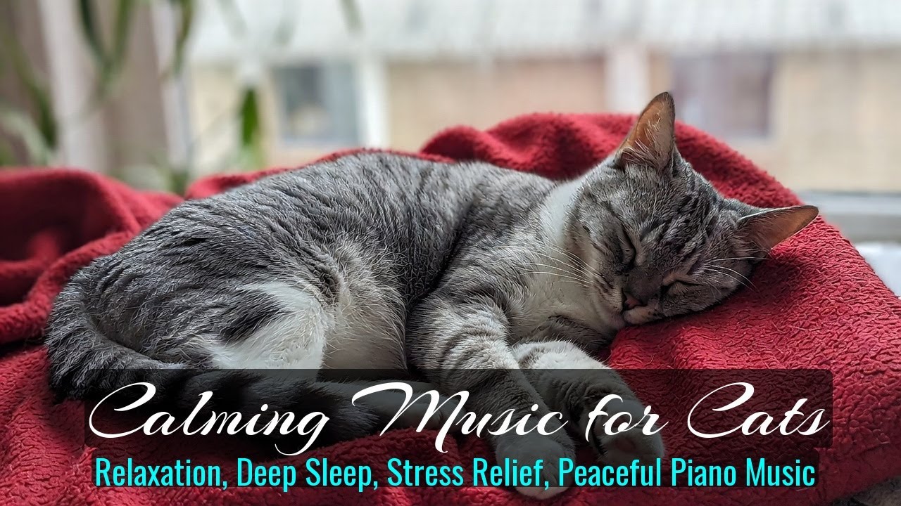 LIVE 🐱 Gentle Night Music for Sleeping Cats 🐾 | Season 58
