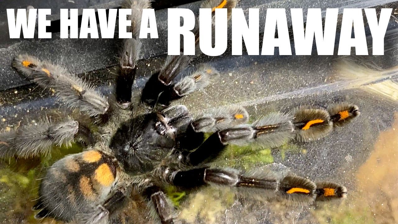 Venezuelan Sun Tiger Tarantula Rehousing