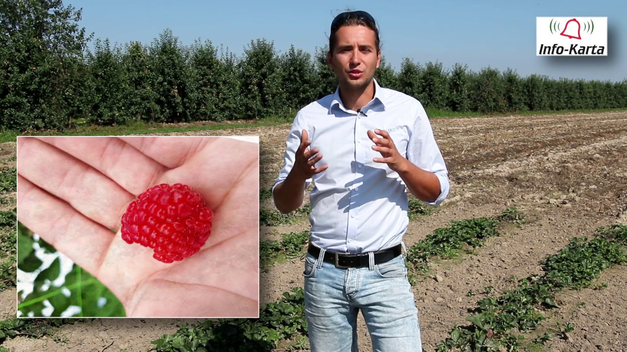 Komunikat jagodowy z dnia 25.07.2018