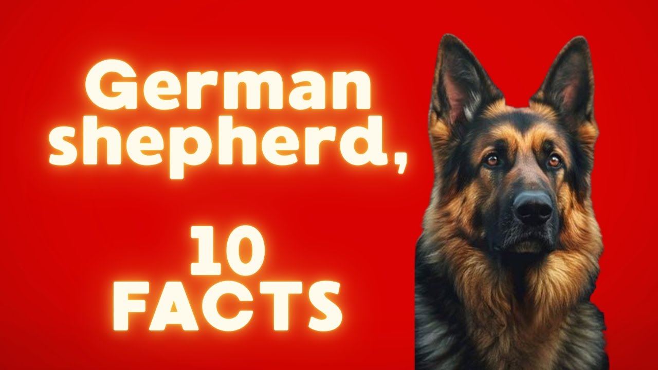 10 Mind-Blowing Facts About German Shepherds You Never Knew! 