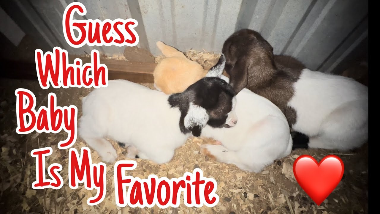 Missing Abbott and Baby Goat Health Check