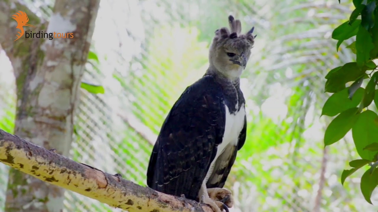 Vogelparadies Guyana