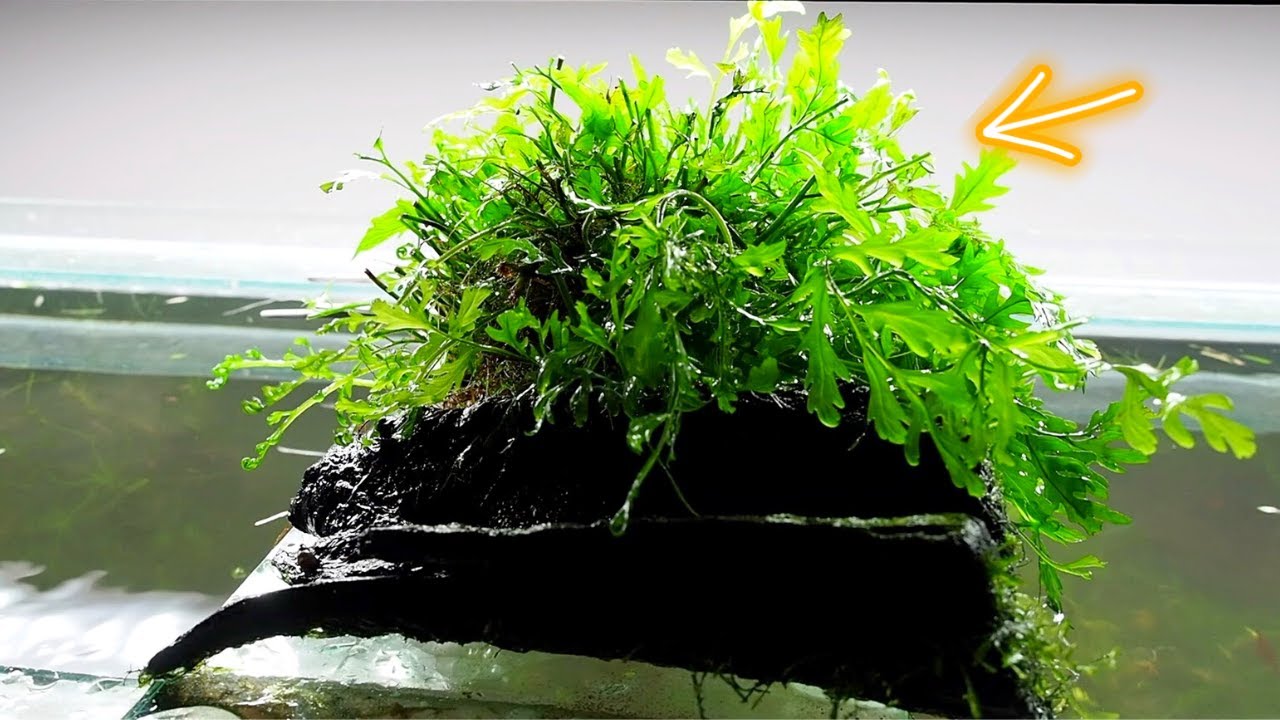 How to grow BEAUTIFUL Bolbitis in your Aquascape