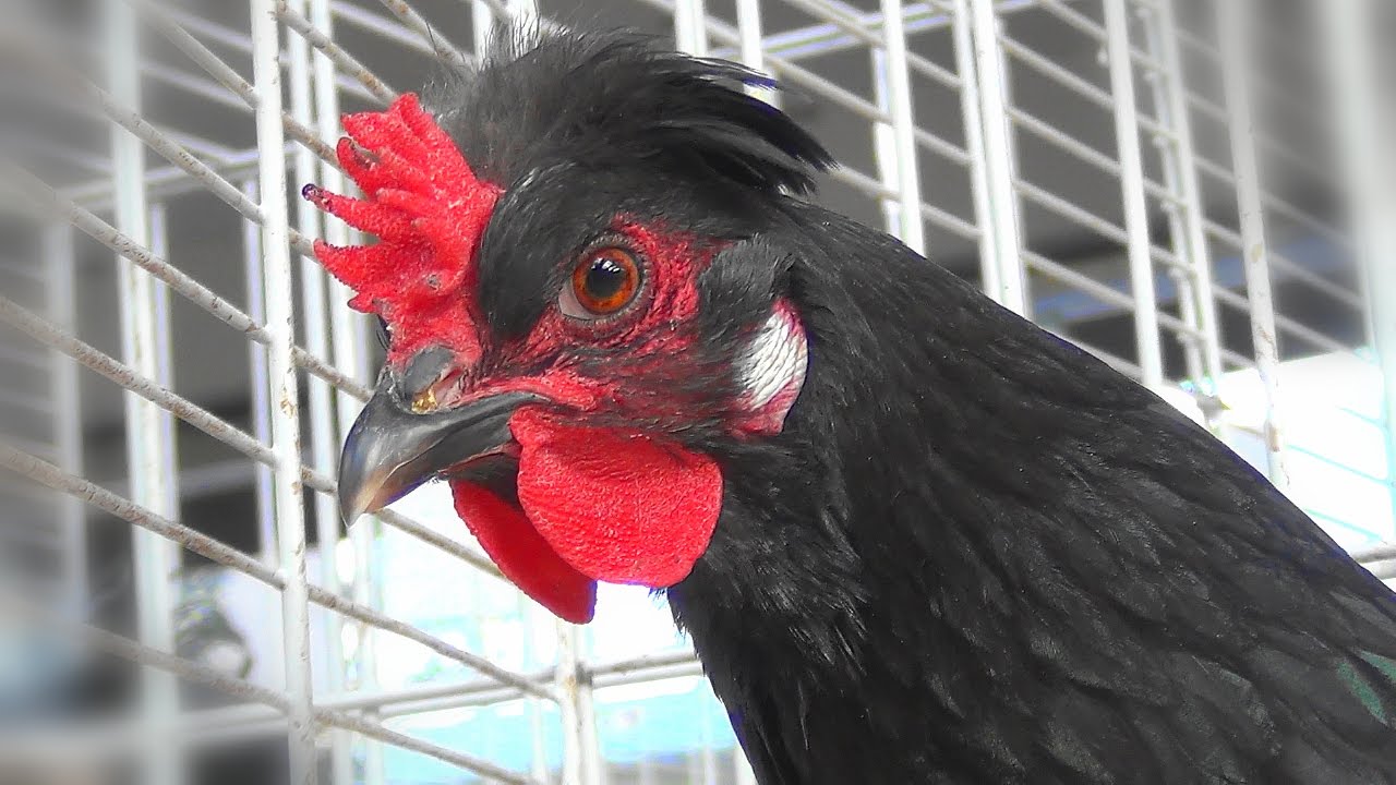 Poules et Coqs Caumont