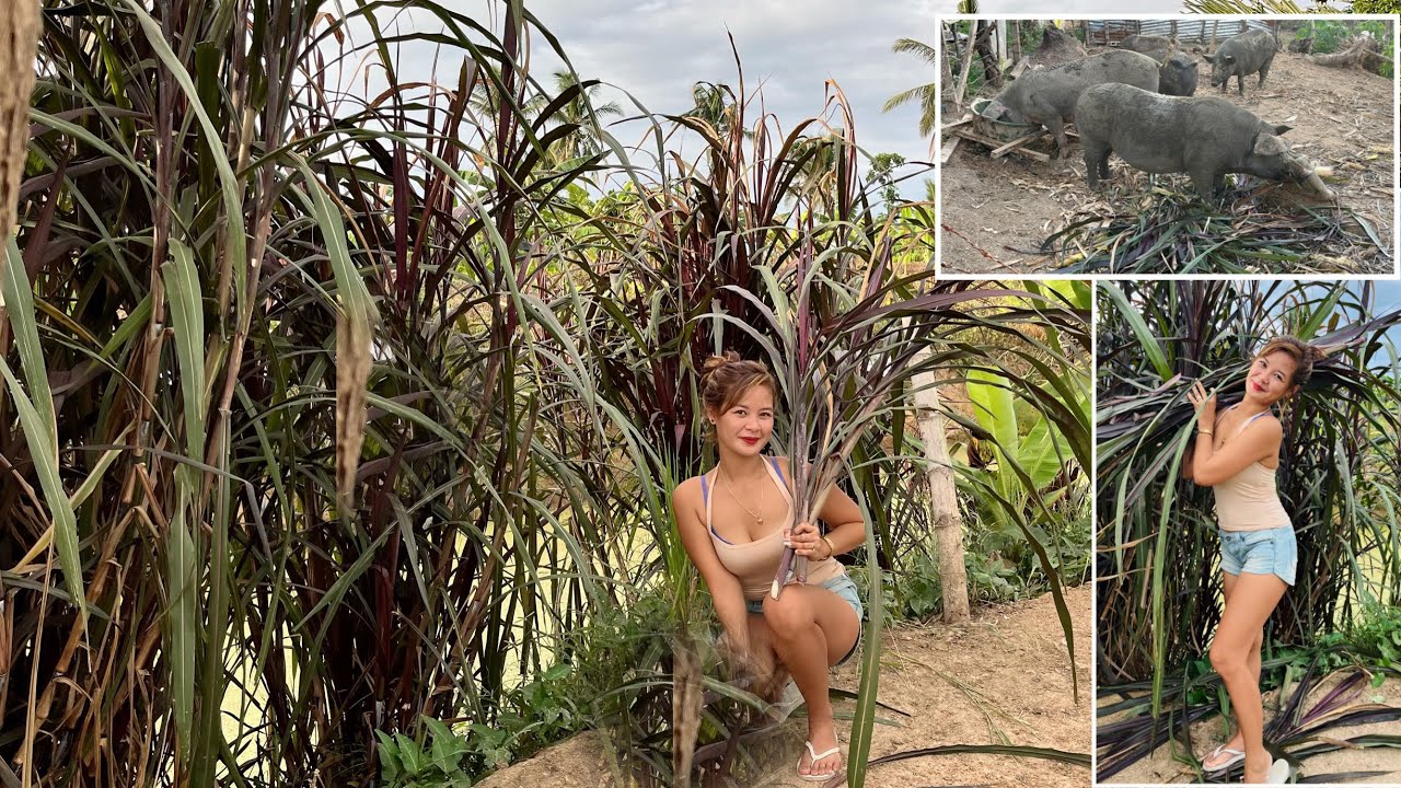 FREE FEEDS ULIT !! Australian Red napier grass para sa Native pigs ko