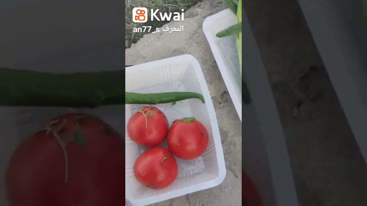 يوميات حمام لوت الاكشن