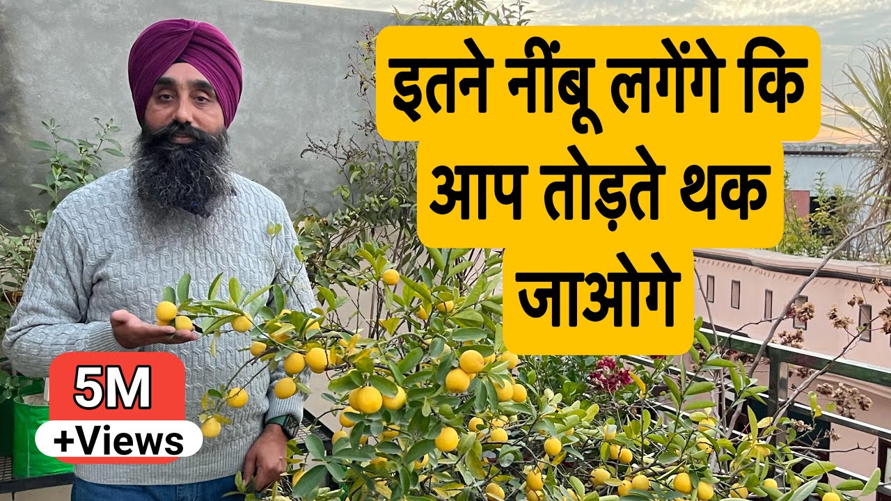 इतने नींबू लगेंगे की आप  तोड़ते थक जाओगे || How To Get Plenty Of Lemons from one Plant ||