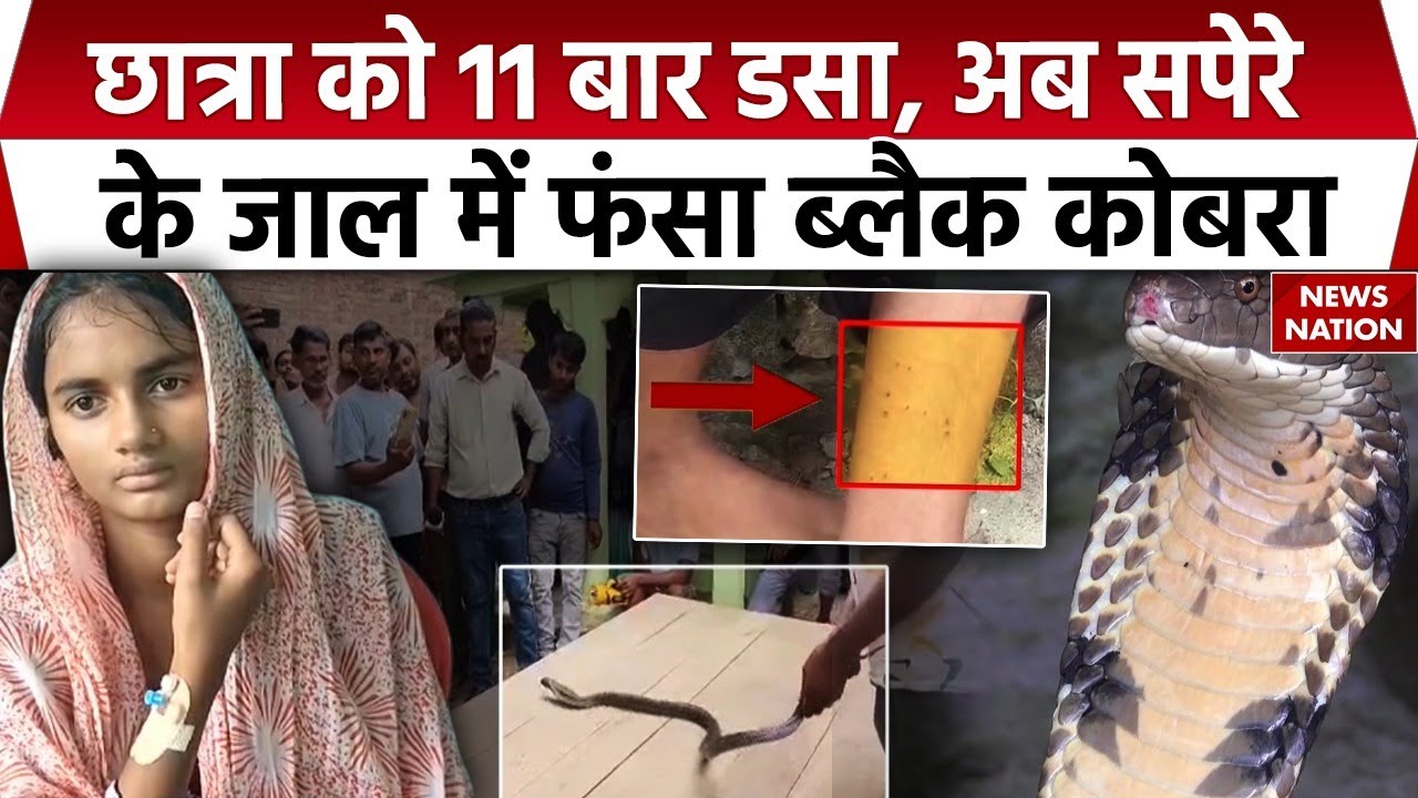 Snake Bite Case In Kaushambi: कौशांबी की रिया को 11 बार डसा, 57 दिनों बाद जाल में फंसा Black Cobra