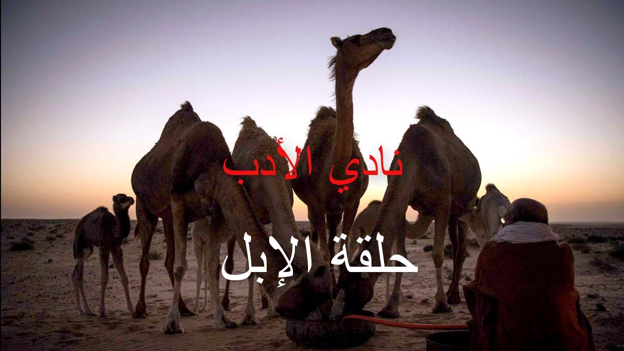نادي الادب الابل تقديم حمدي ميارة