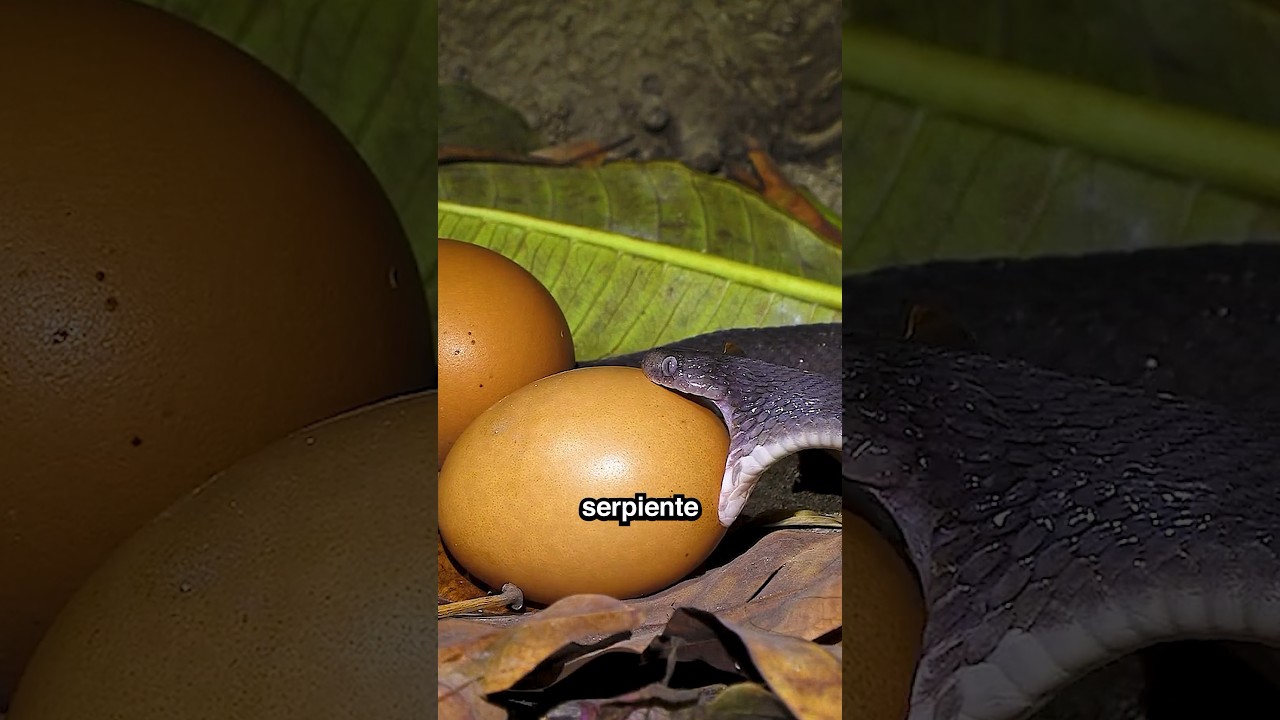 Esta serpiente come huevos tres veces su tamaño