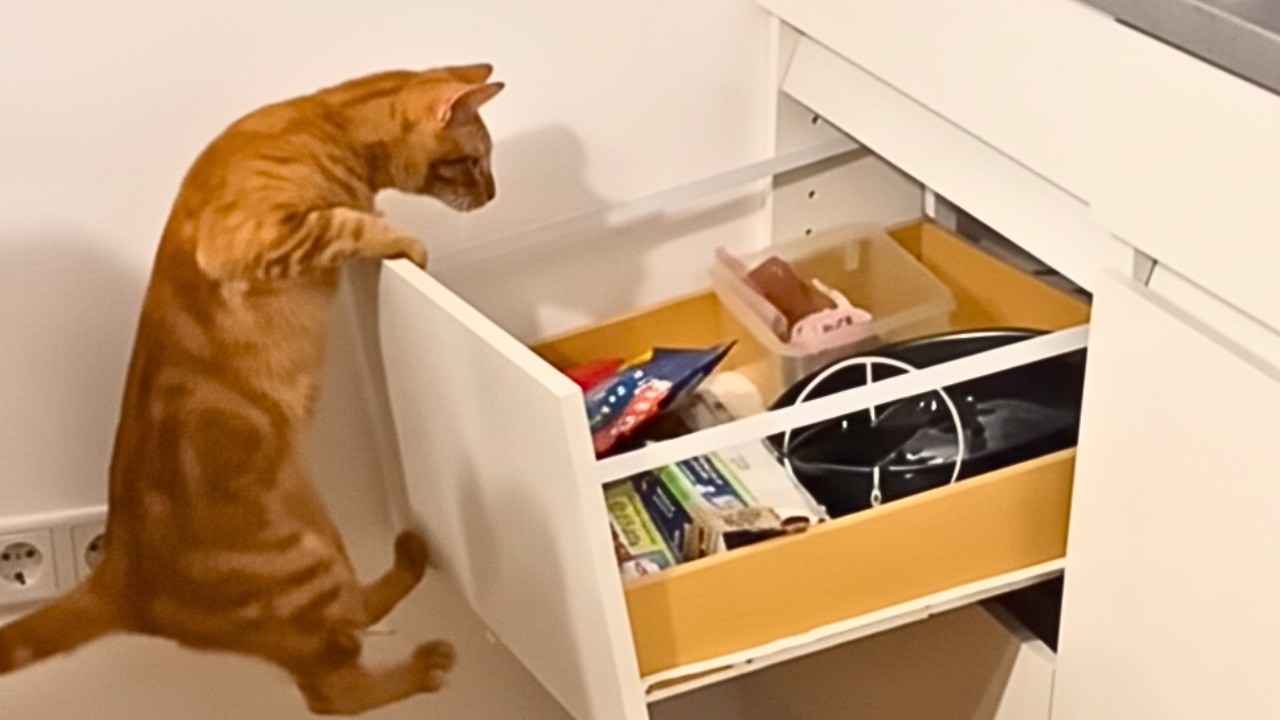 Cats Being Hilarious — Best of the Year 😹