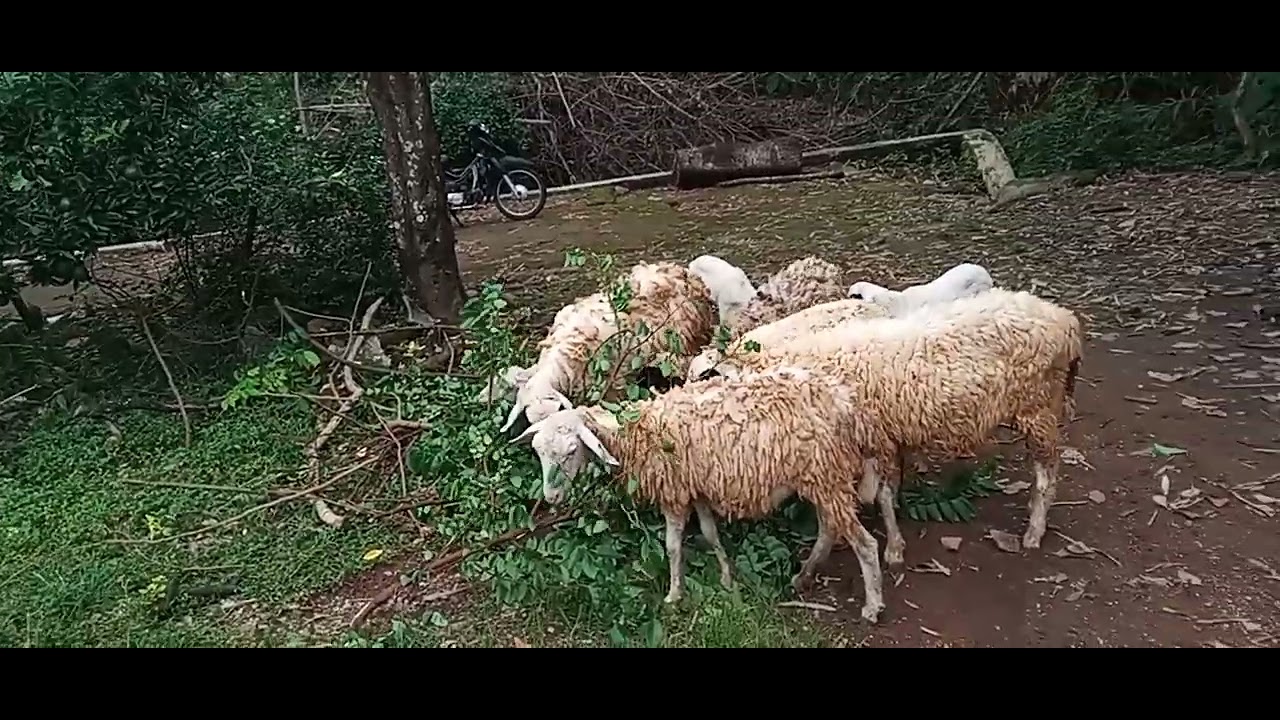 kambing keluar masuk sendiri  ke kandang