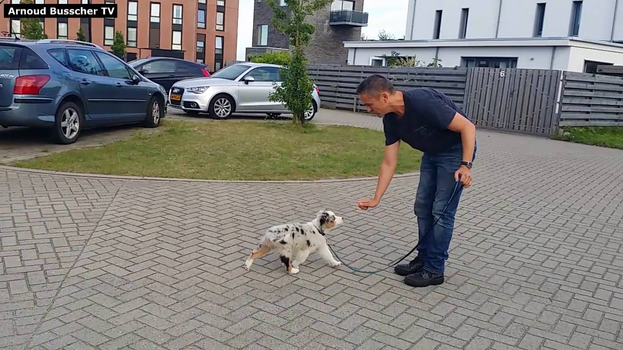 Terugkomen leren - Puppy Cursus Hondenspecialist Arnoud Busscher