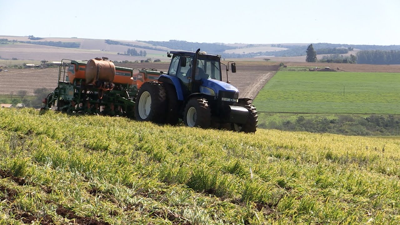 Plantio direto no verde contribui com a fertilidade do solo