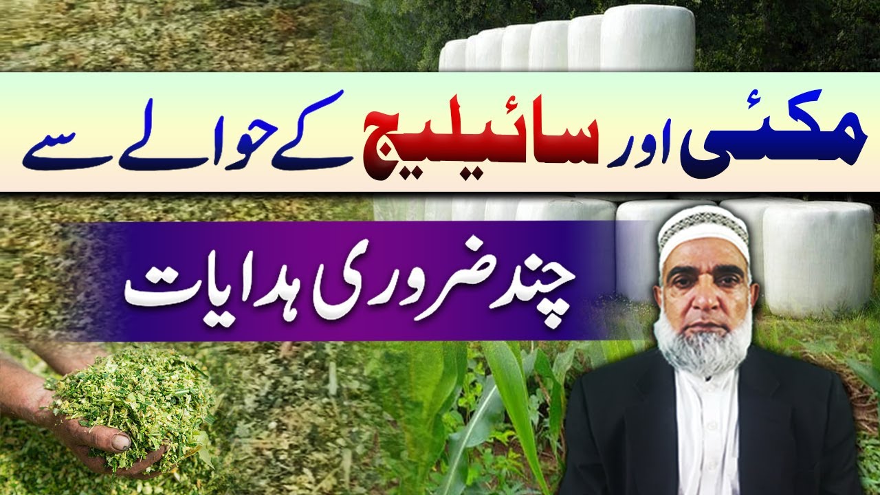 Information about Maize and Silage || Crop Reformer