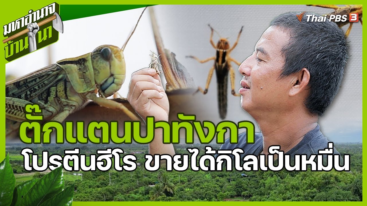 ตั๊กแตนปาทังกา โปรตีนฮีโร ขายได้กิโลเป็นหมื่น | มหาอำนาจบ้านนา