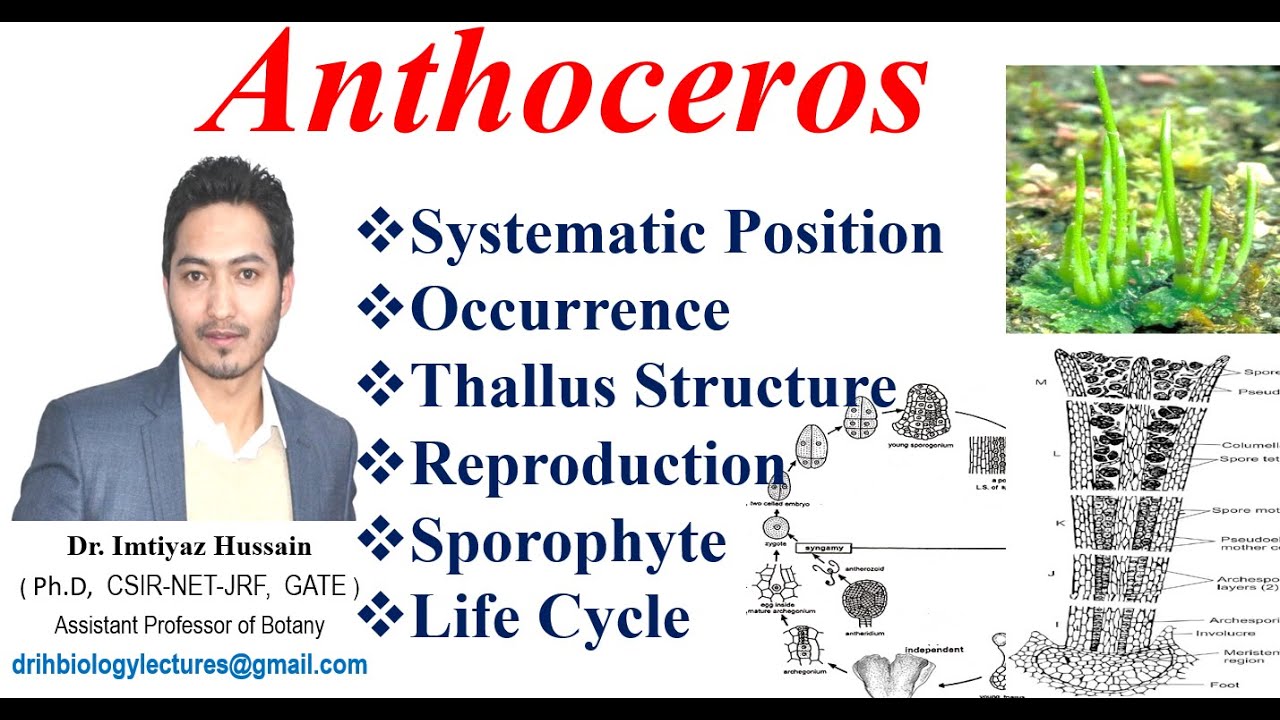 Anthoceros Life Cycle, Classification, Thallus structure, Reproduction,  Sporophyte