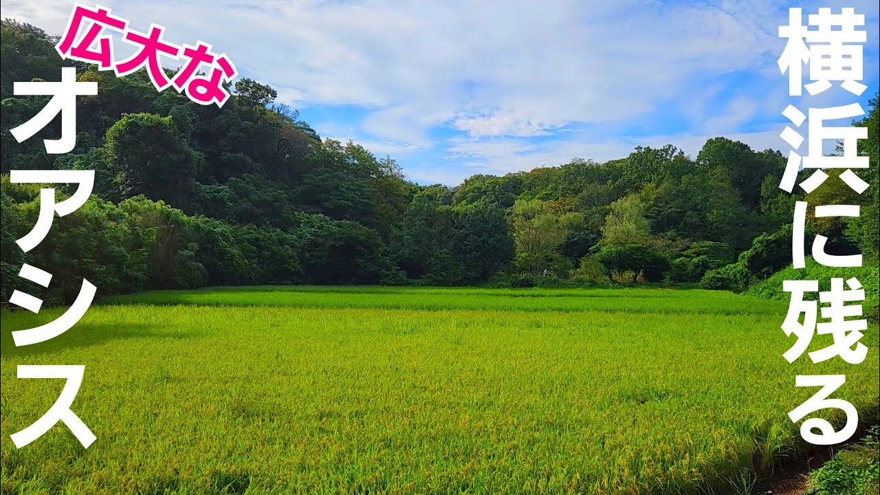 横浜のオアシス舞岡公園で里山の風景に癒される！