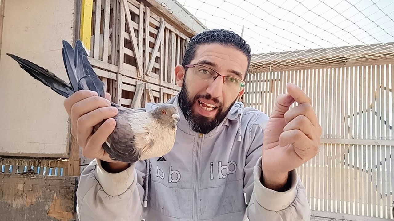 ازاى اشترى دكر ونتايه واعرف الفرق بين اللي شغال واللي عطلان