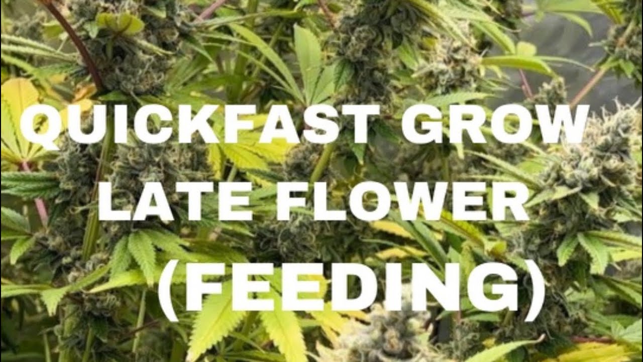 DWC Late Flower Feeding WK 8