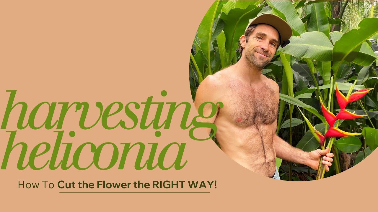Mastering Heliconia Harvesting: Pro Tips for Lush, Long-Lasting Blooms!