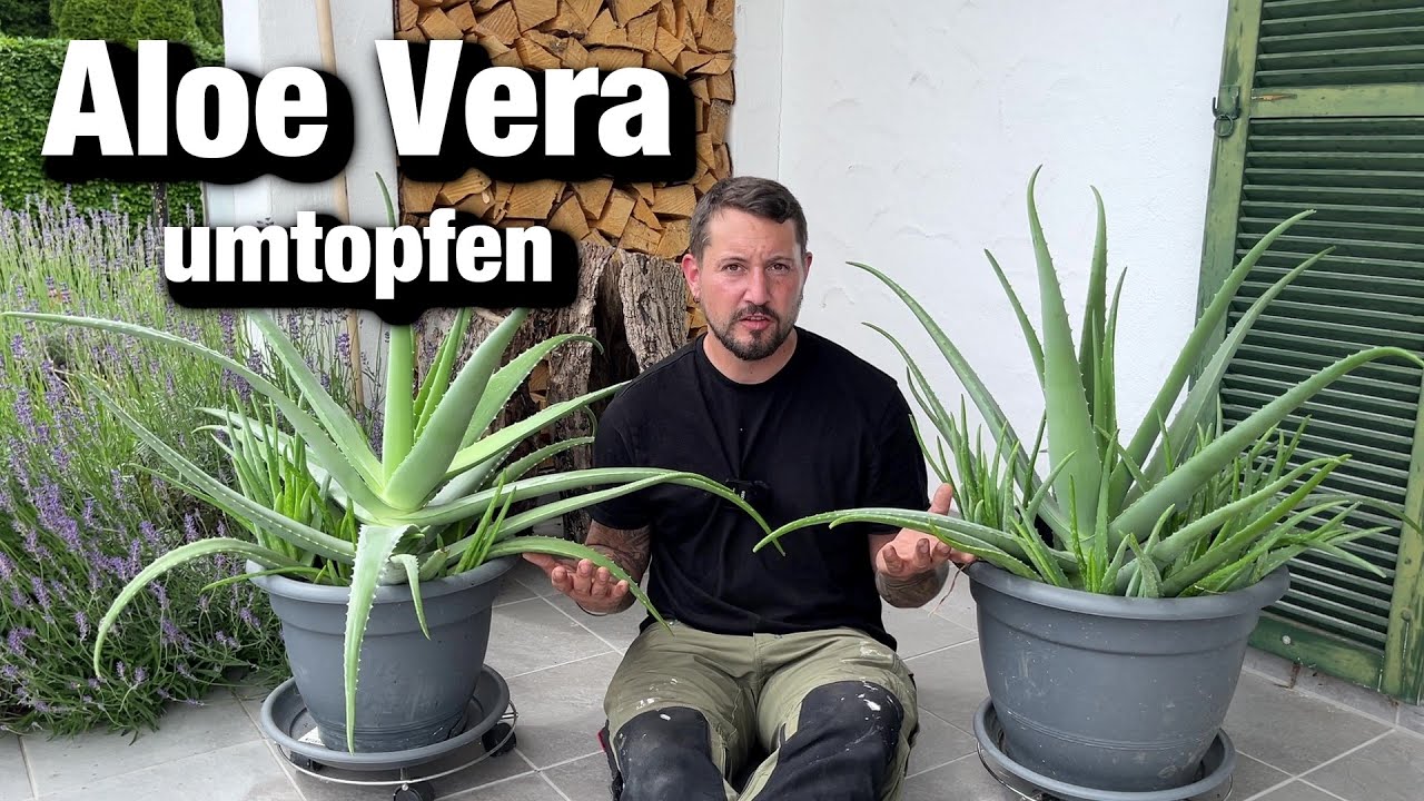 Aloe Vera umtopfen, Sukkulenten Erde selber mischen, Dicke Pflanzen trotz Geld sparen