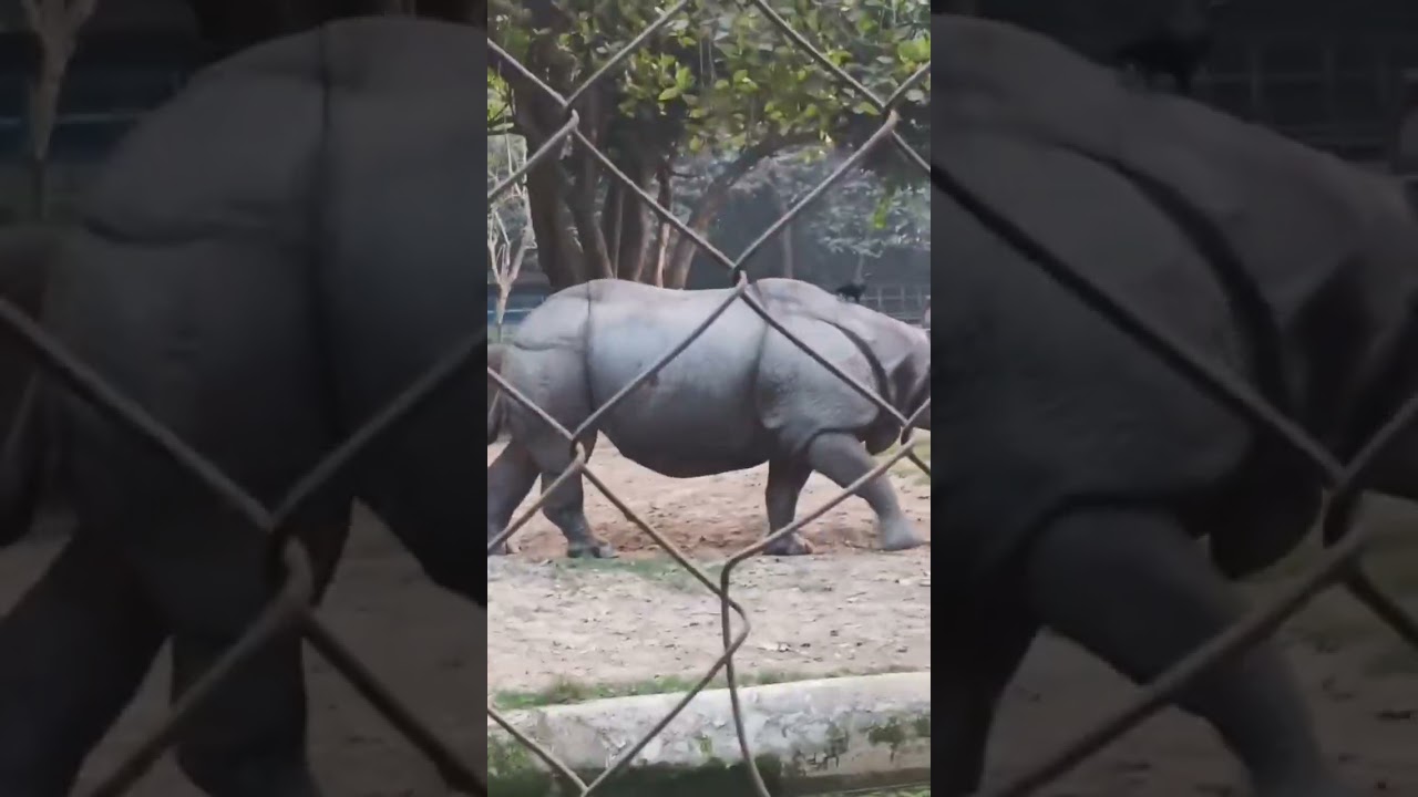 কলকাতা আলিপুর (zoo) চিড়িয়াখানা ভ্রমণ