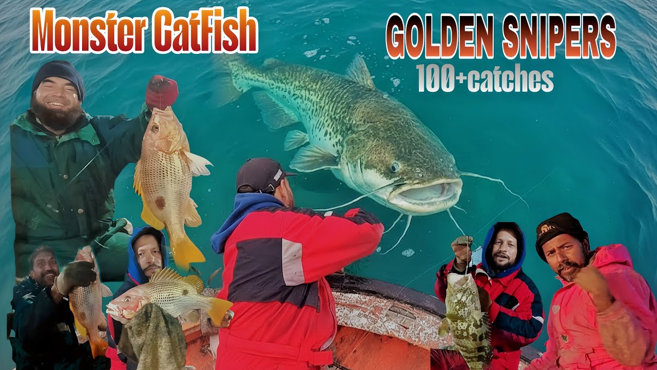 Golden Snappers And Grouper 100+ Catches