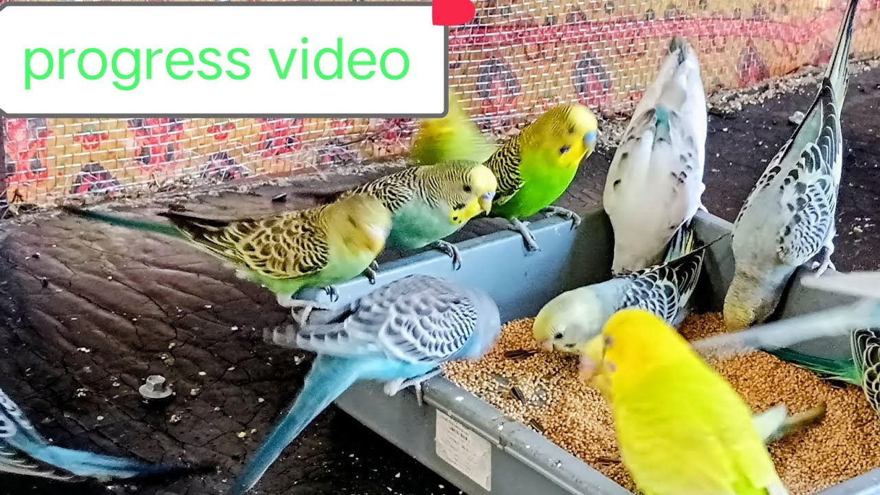 Budgies progress video