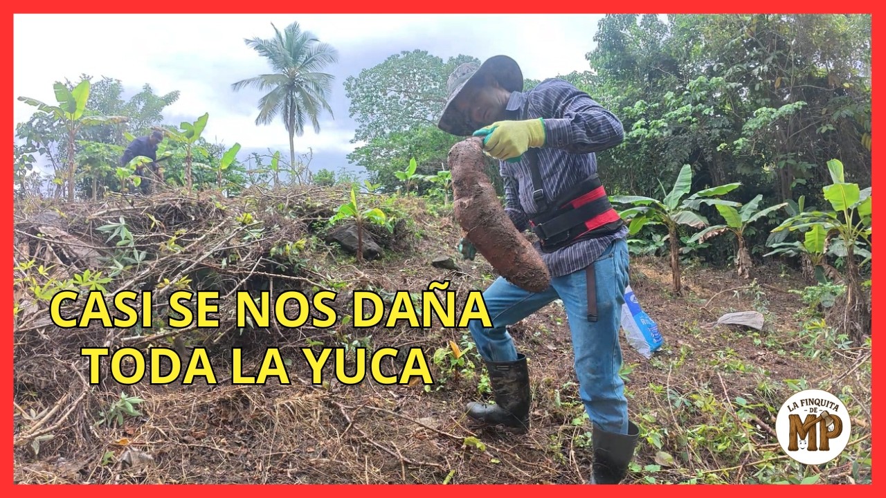 Cosechando Yuca | Casi se nos Daña Toda