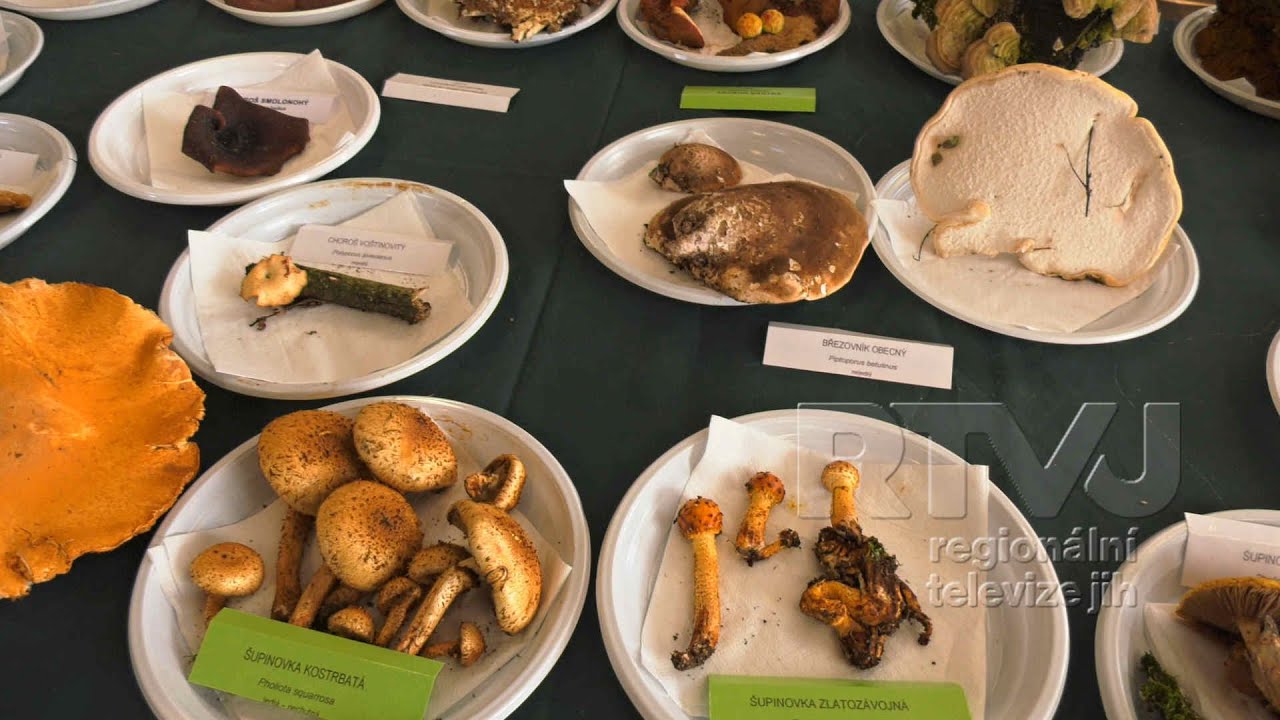 Mykologick&yacute; kroužek Rat&iacute;&scaron;kovice připravil tradičn&iacute; v&yacute;stavu hub