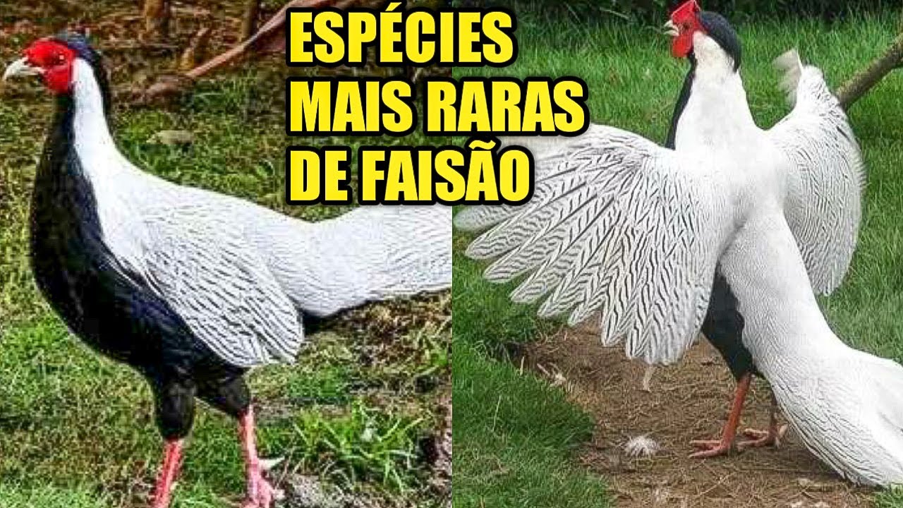 FAIS&Atilde;O, Conhe&ccedil;a 5 especies incr&iacute;veis dessa ave, fais&atilde;o