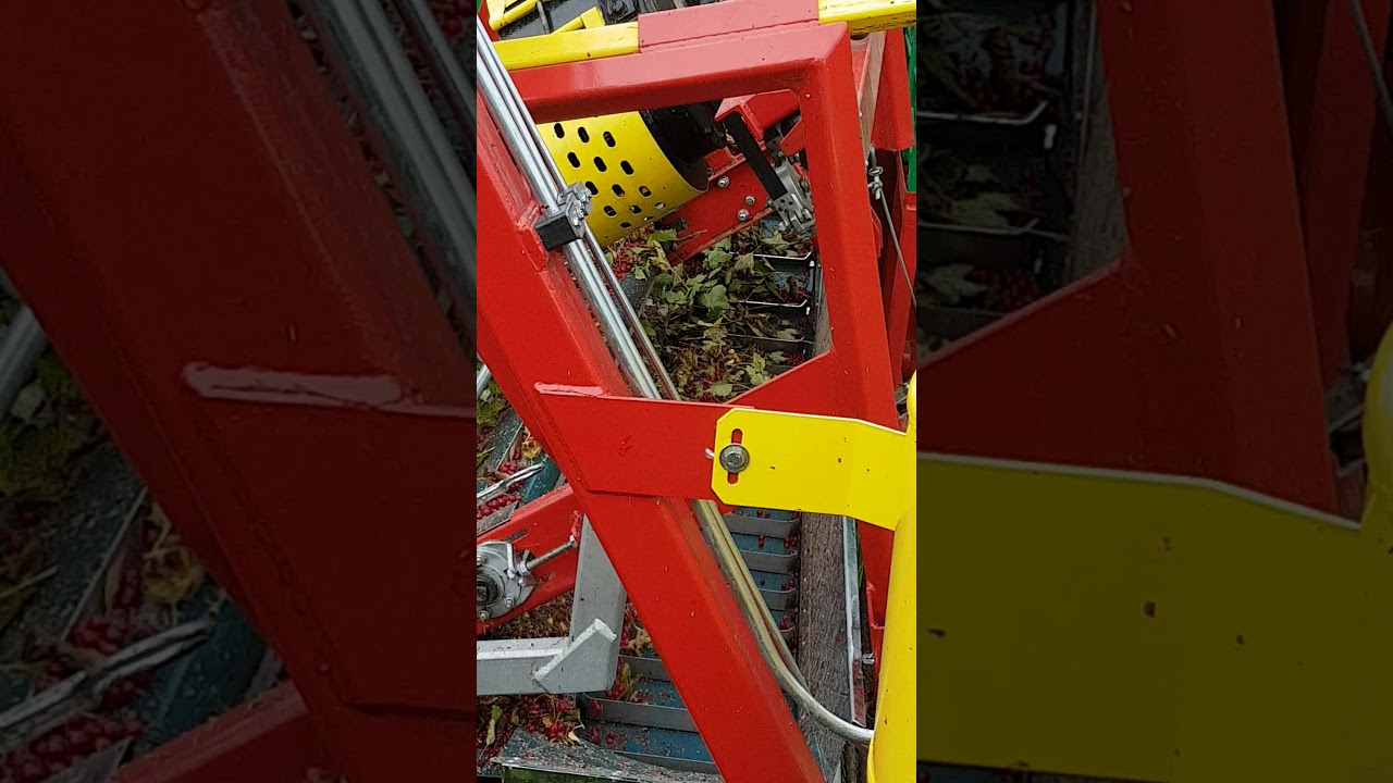 Arek-3 in action with redcurrant