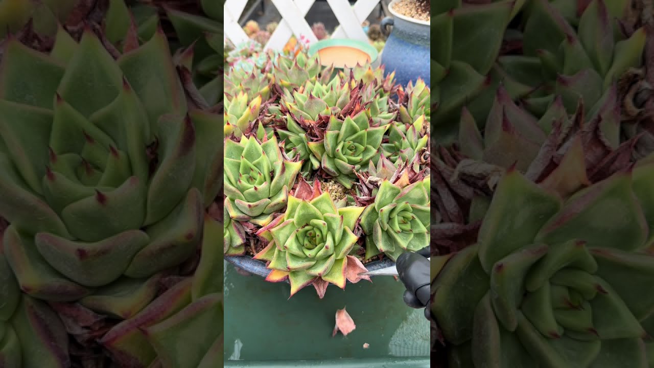 🌿 ASMR Succulent Healing | Letting Go for Renewal 🌿🌱