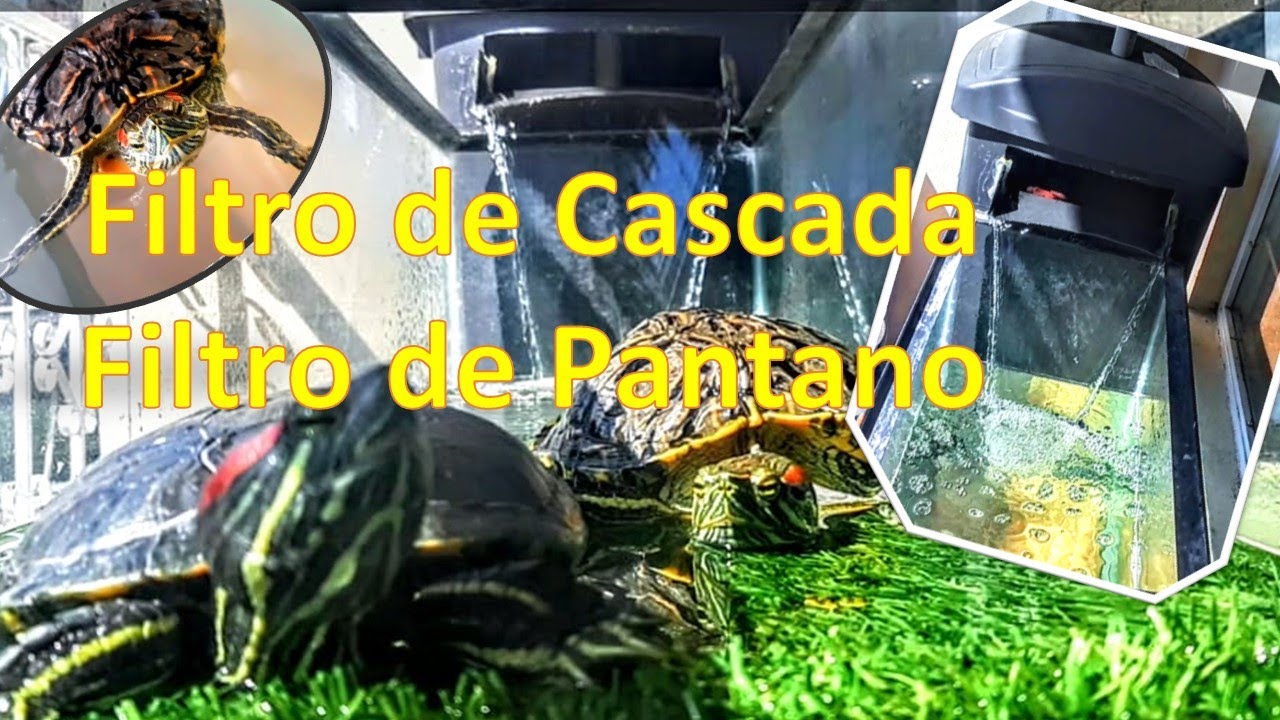 Filtro de Pantano para Tortugas