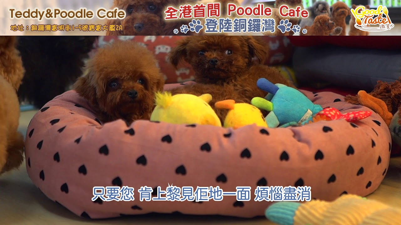 《識食·香港廚房》teddy & poodle cafe