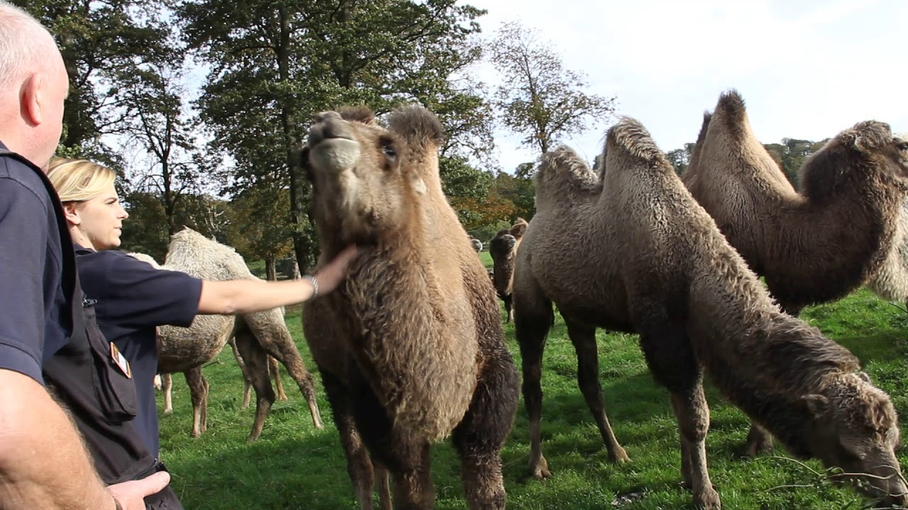 Keeper Tara Becomes A Camel Scratching Post!