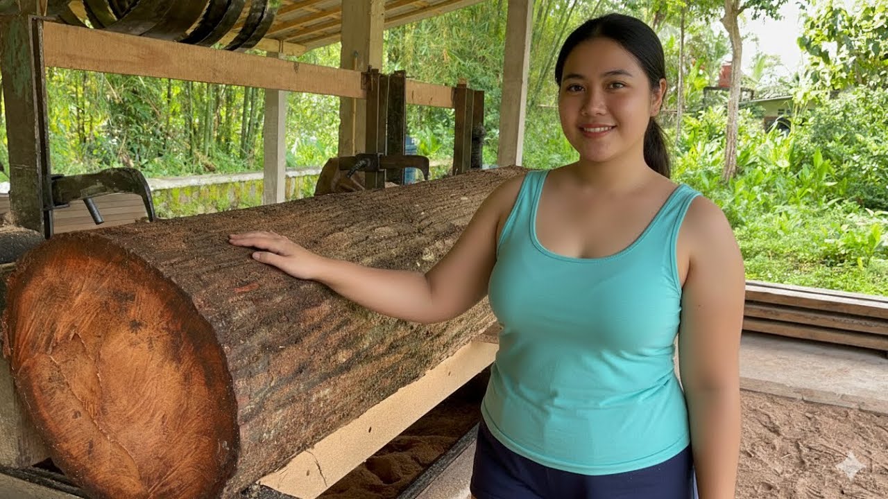 Belah pohon mahoni yang sangat keras dan menguras tenaga