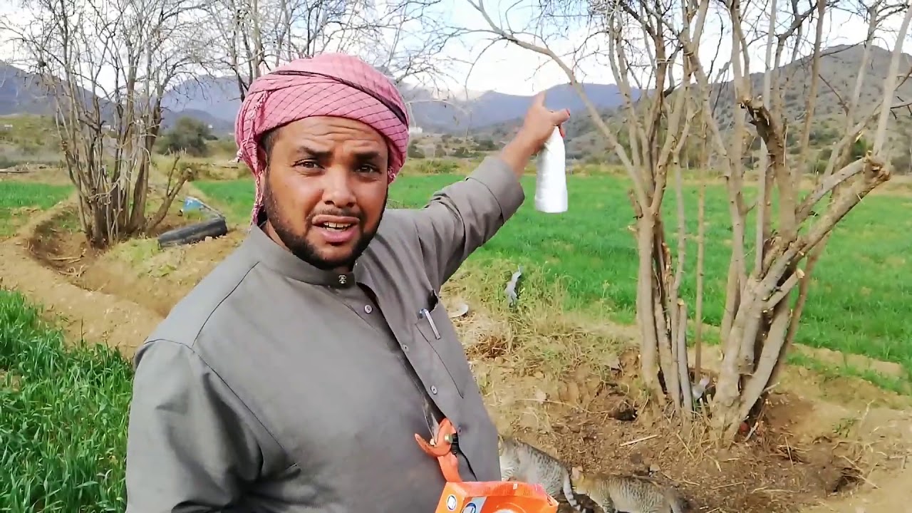 تقليم الرمان