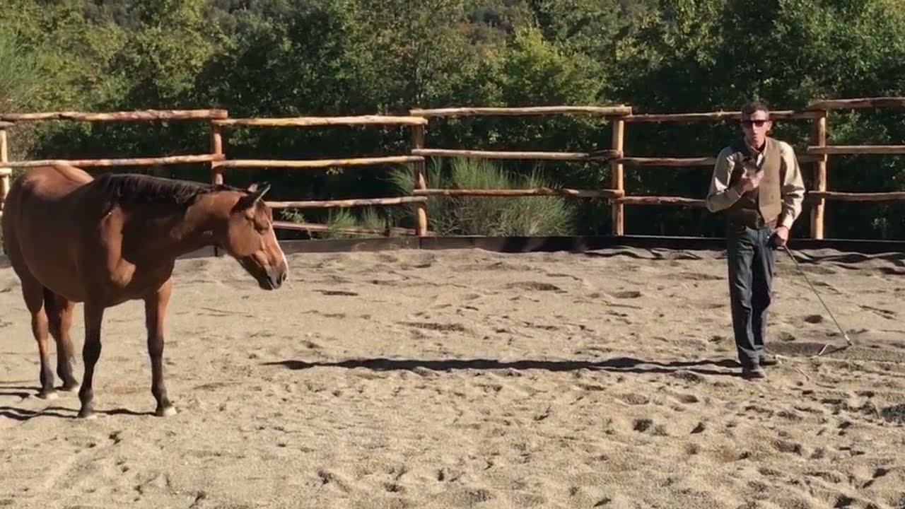 Cavallo che non si fa prendere: il catching game