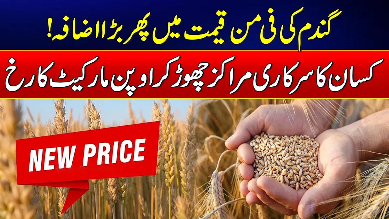 Wheat Prices Rise Again as Farmers Shift to Open Market | News Update | Rohi