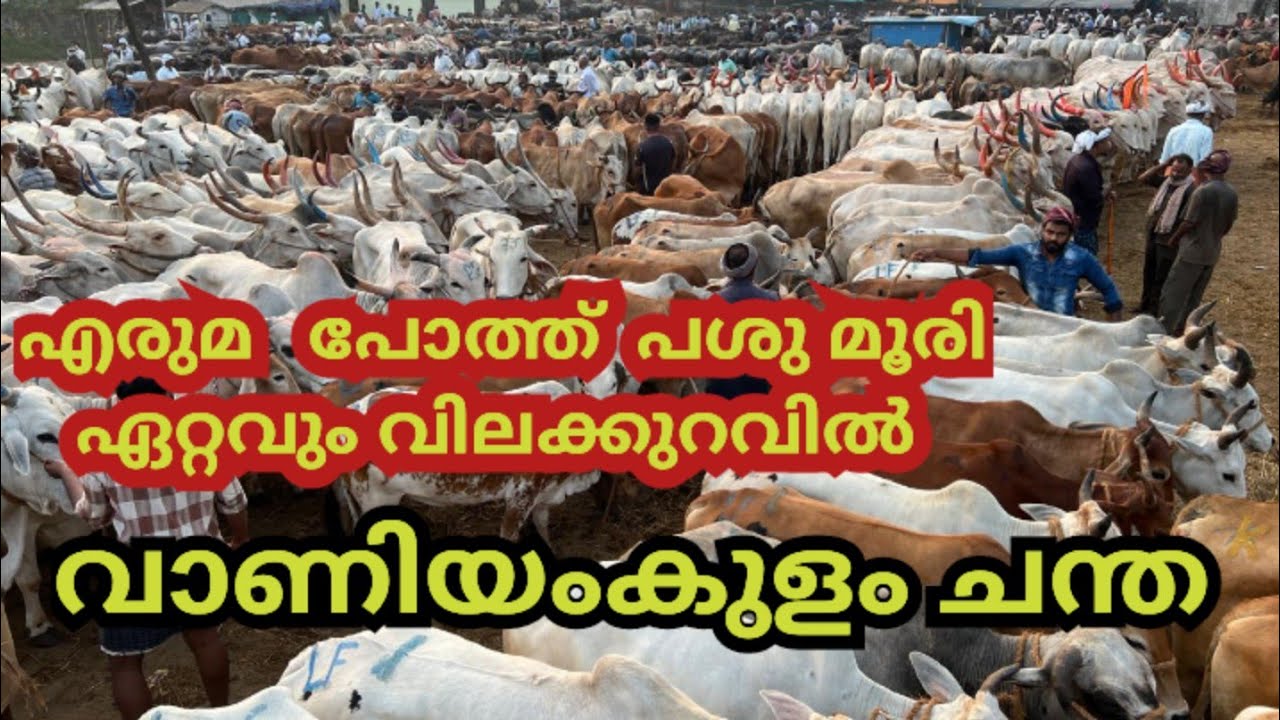 കേരളത്തിലെ ഏറ്റവും വലിയ പശു എരുമ പോത്ത് മൂരി ഏറ്റവും വിലക്കുറവിൽ വാണിയംകുളം ചന്ത